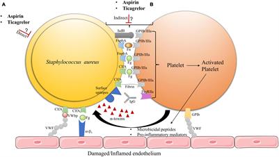 Aspirin or Ticagrelor in Staphylococcus aureus Infective Endocarditis: Where Do We Stand?